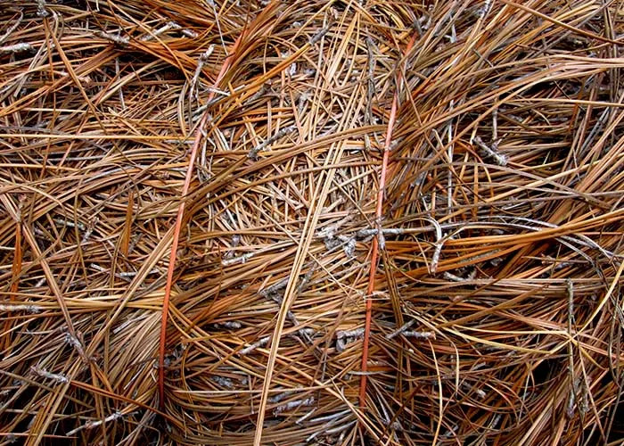 NC Long Leaf Pine Needles